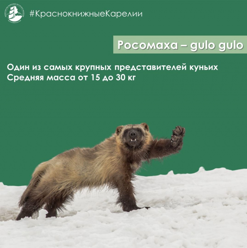    Минприроды Карелии рассказало о звере, которому уступают дорогу медведи и рысиМинприроды Карелии / ВК
