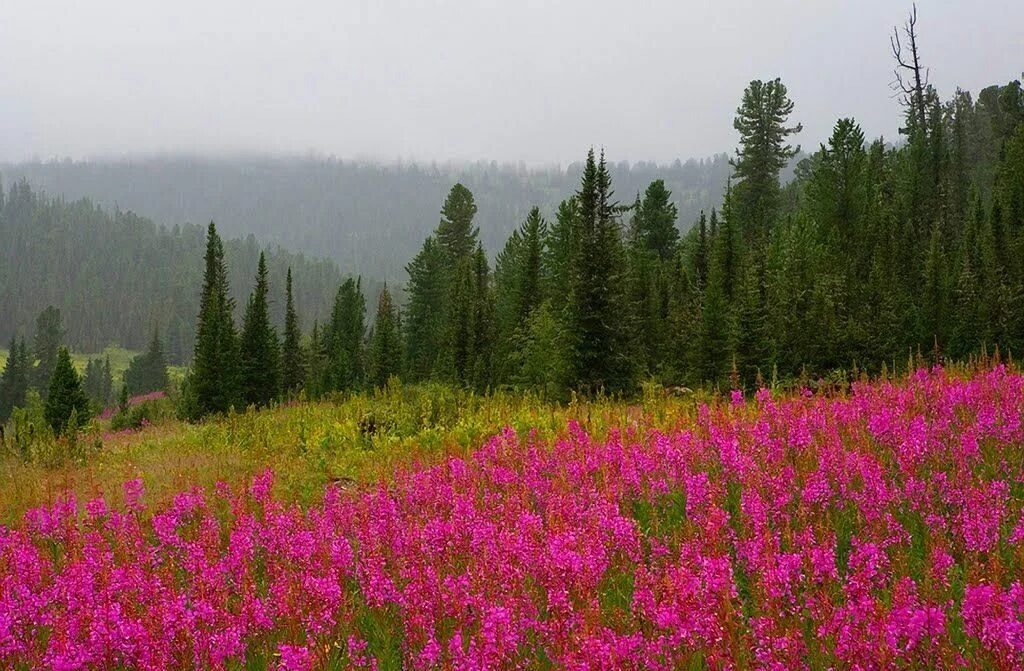 Поляна Иван-чая в Сибире
