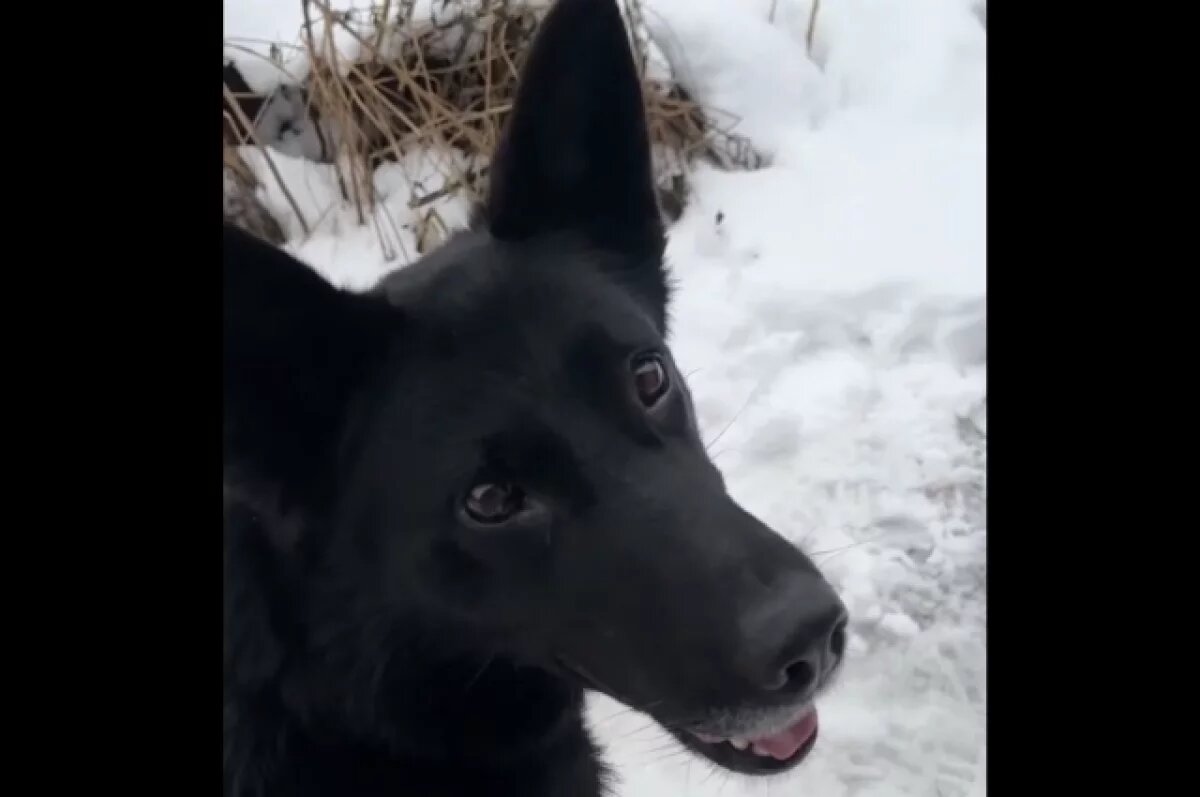    В Тверской области хозяйка бросила собаку на цепи без воды и еды