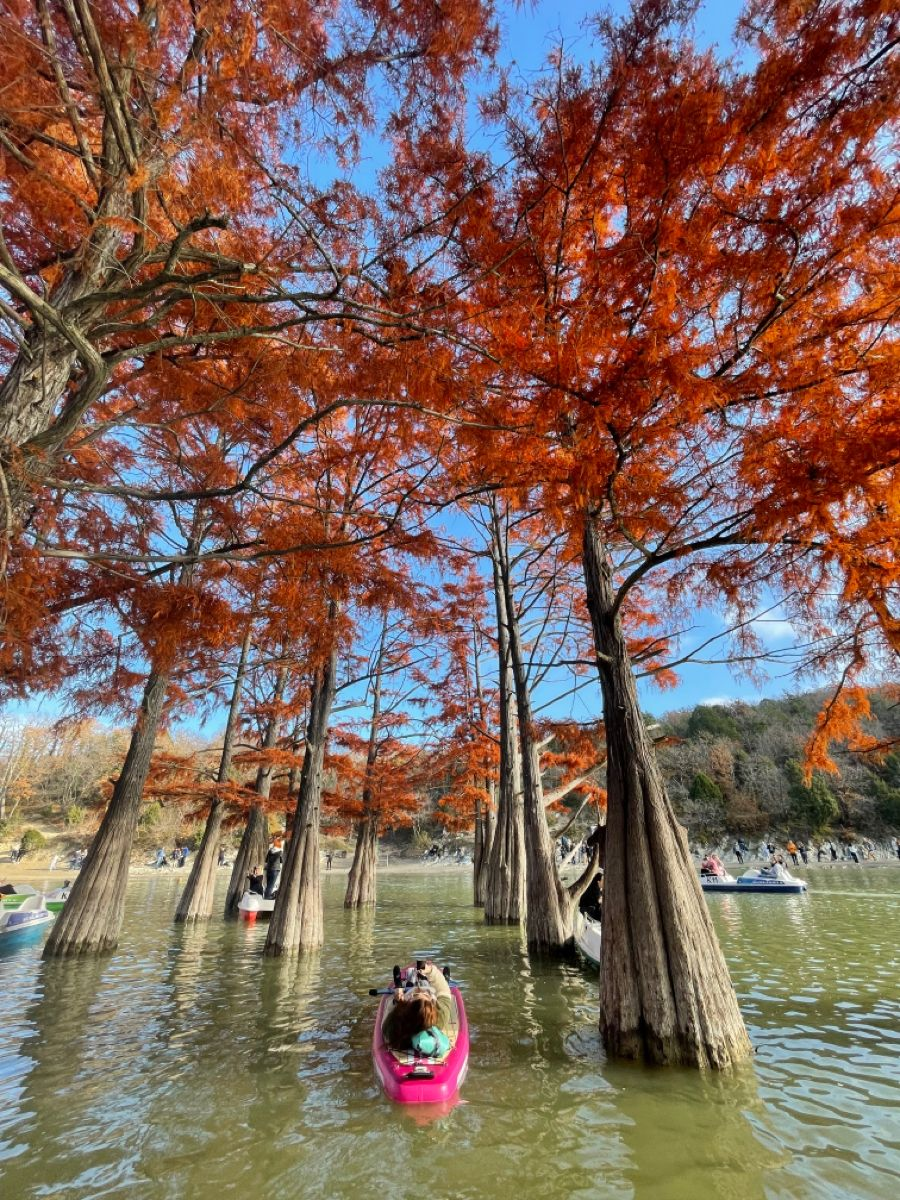 Кипарисовое озеро в Анапе