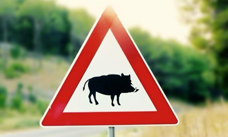    Фото t.me/mpr_kk