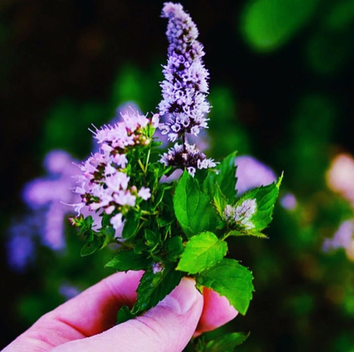 Цветение мяты