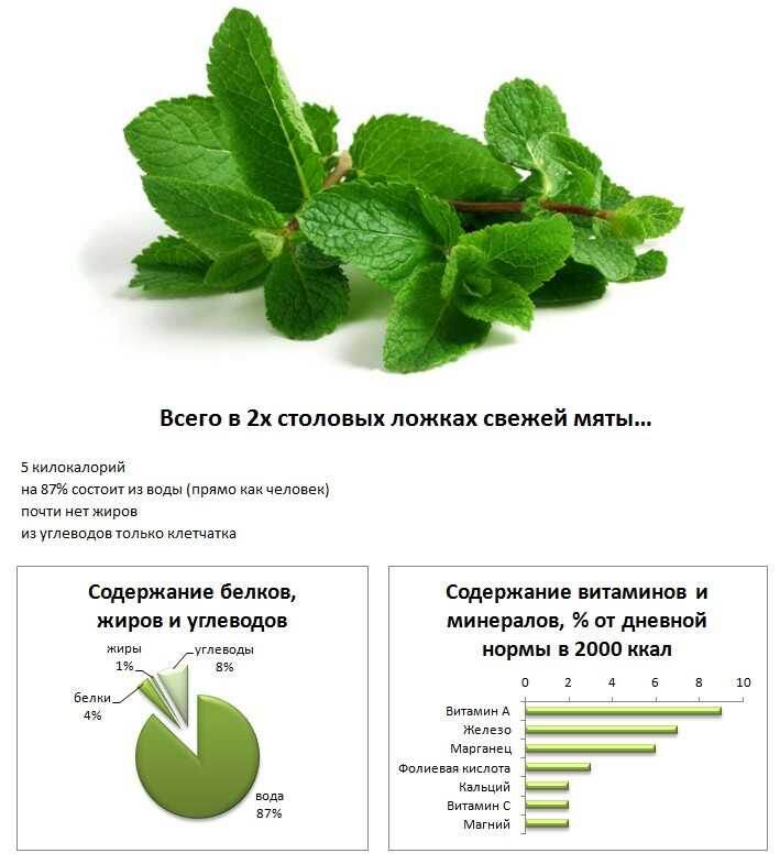 Мята и ее состав