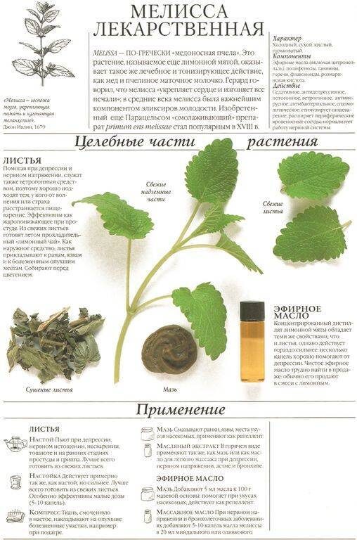 Мелисса и её полезные свойства