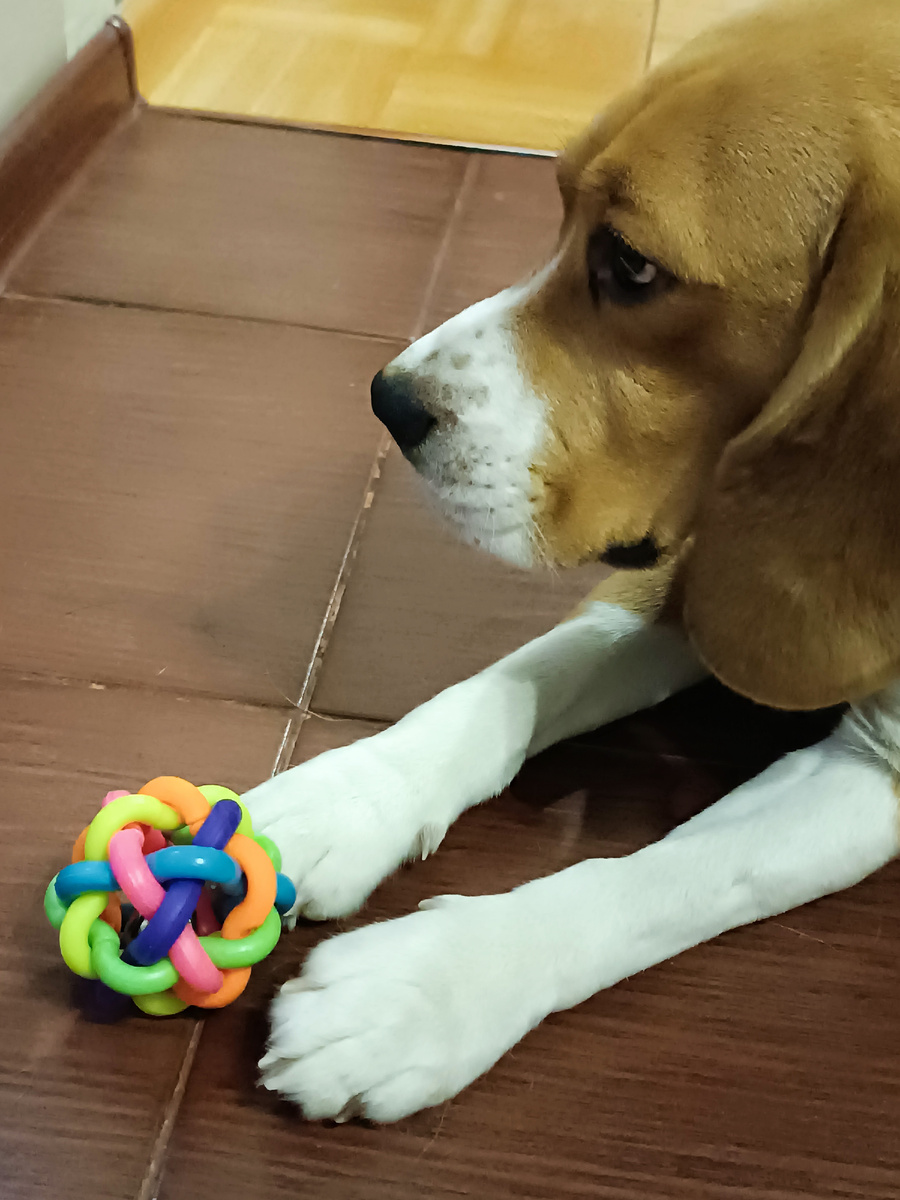 Мартин не решается взять новую игрушку. 