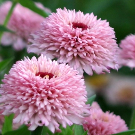 Ссылка на изображение: https://images.app.goo.gl/C9AjnTMEFzttxbx88