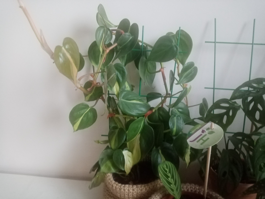 Филодендрон Бразил Триколор. Декабрь 2024. Фото автора