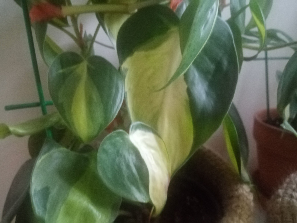 Очень яркая вариегатность. Фото автора