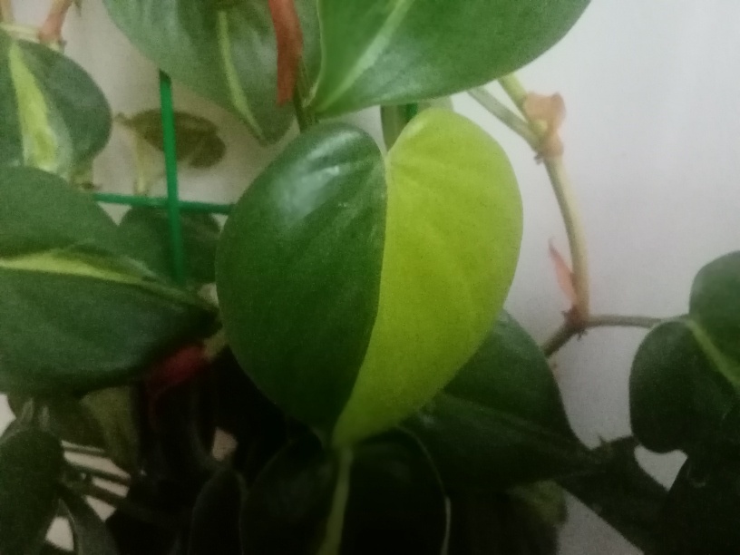 Филодендрон HalfMoon))) Фото автора