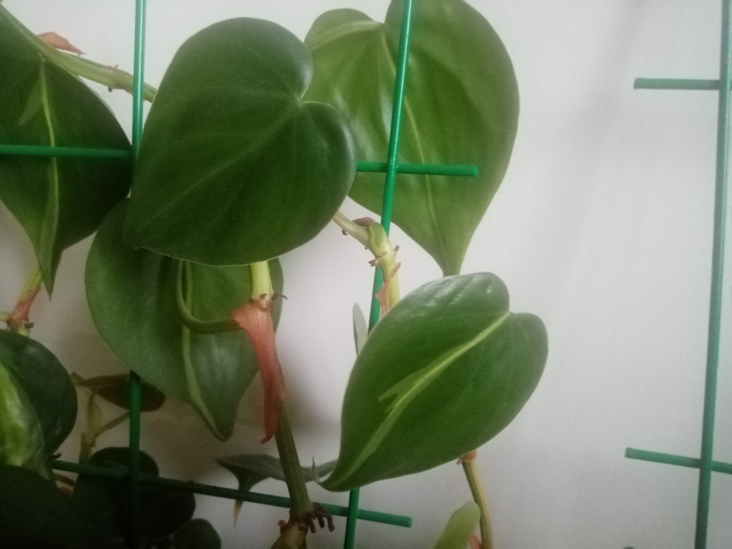 Немного поскромнее. И да, это всё езё один куст. Фото автора