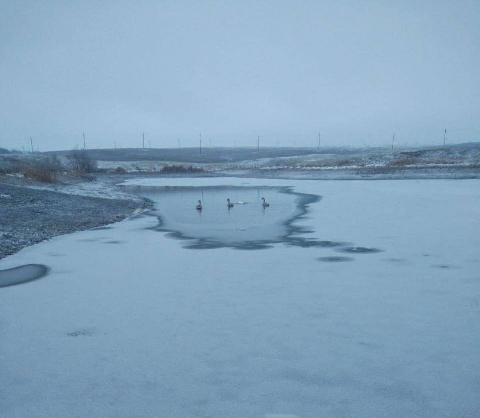 Лебеди. Фото из новостного паблика 