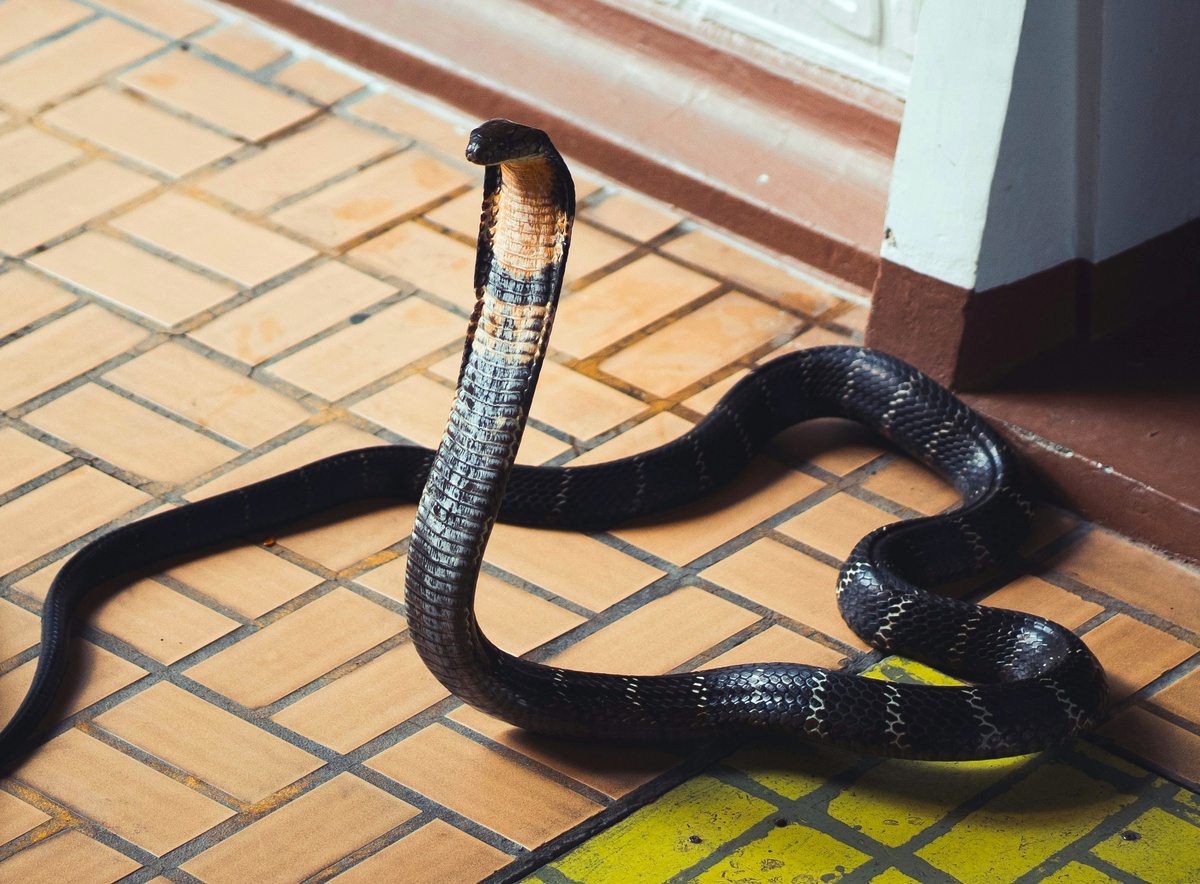 Кобру можно легко узнать по характерному окрасу