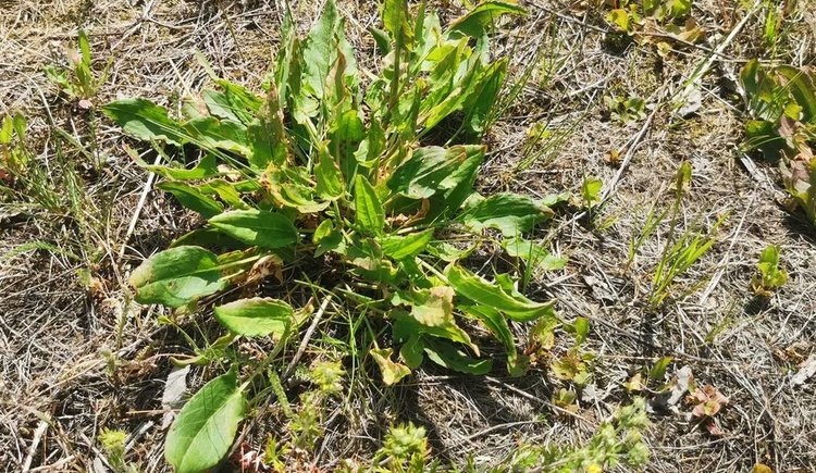    Можно ли сажать щавель под зиму