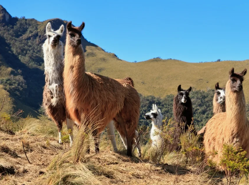 Альпака, рост взрослого  животного от 80 до100 см, а вес от 48 до 85 кг