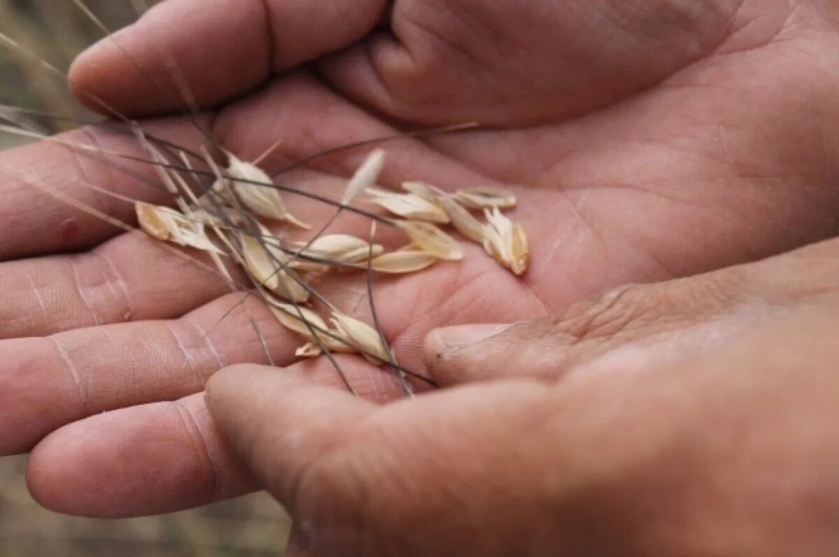    20 тонн сомнительных семян Ростовской области обнаружили под Волгоградом