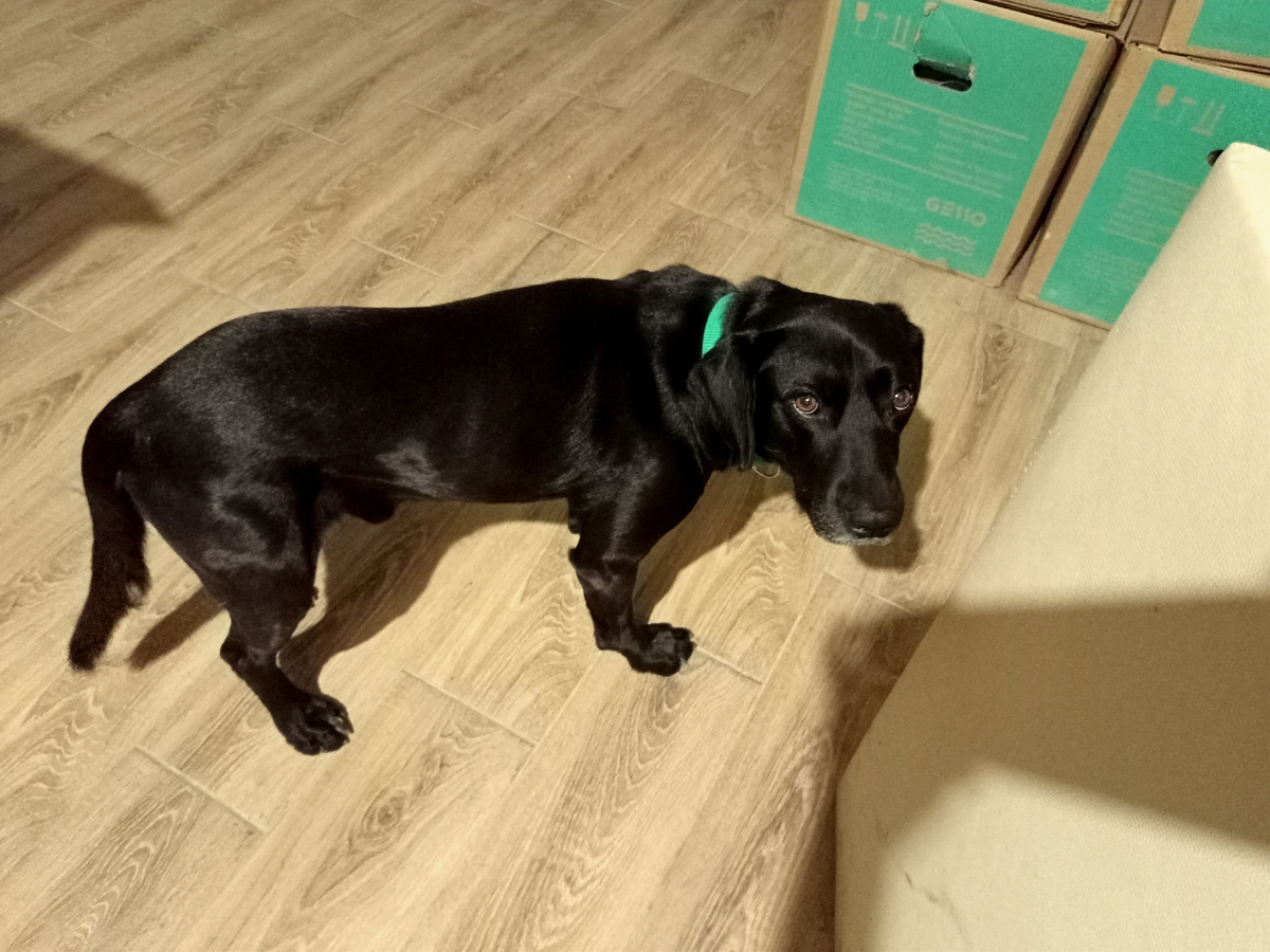 Глядите, даже хвостом не махнет.