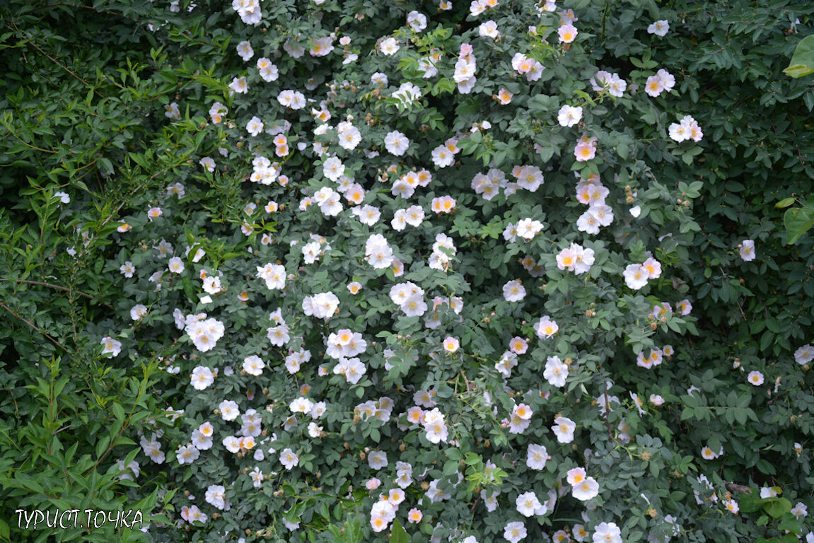 В мае цветёт шиповник