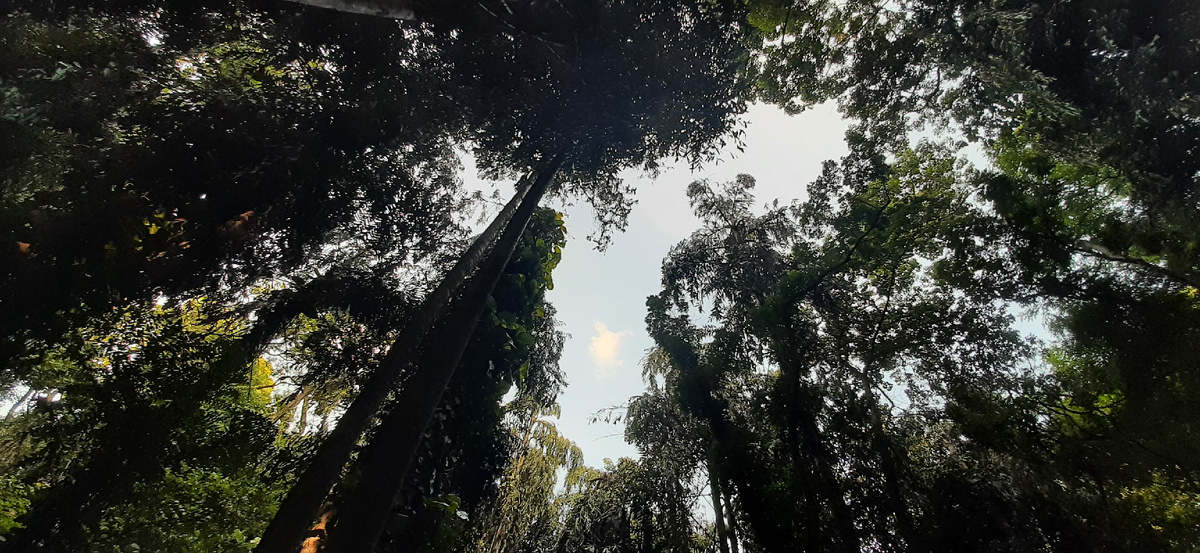 Деревья Кампинаса.