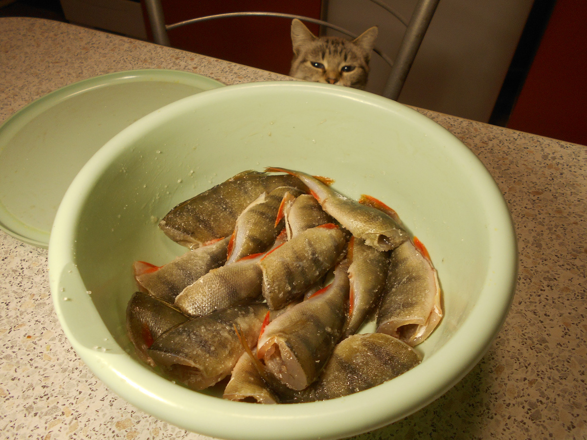 засолка окуня