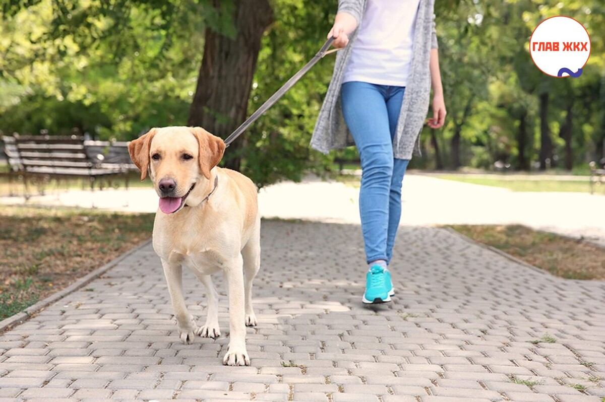 Госдума ввела административную ответственности за несоблюдение требований к содержанию домашних животных