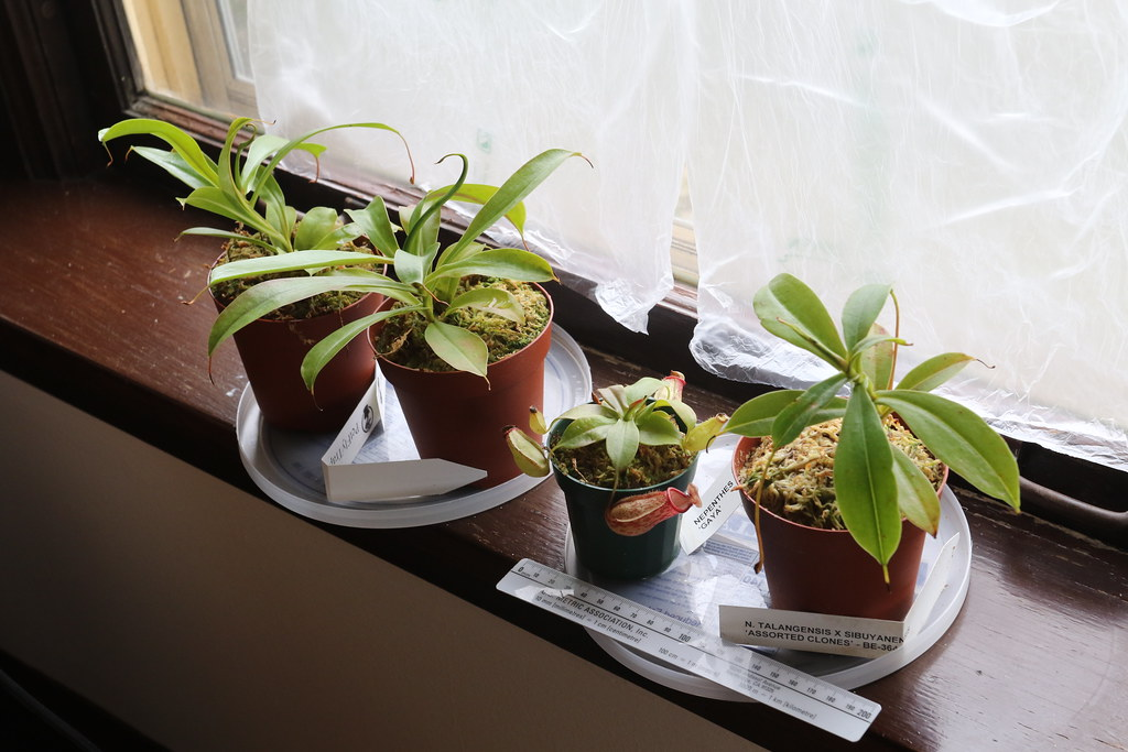 Автор: laikolosse 