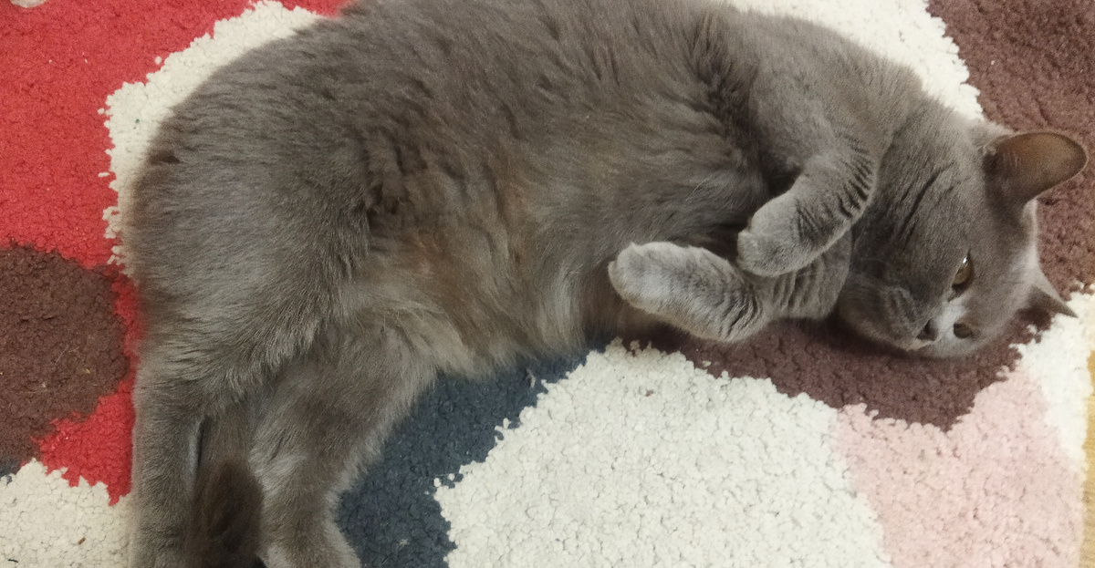 Дуся, моя кошечка, в нирване!