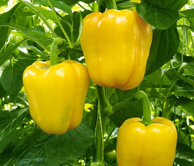    Фото: market.yandex.ru