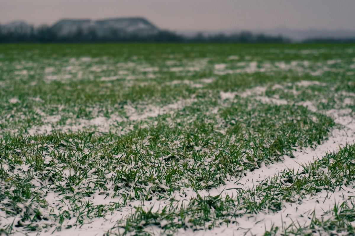 Фото: поле.рф