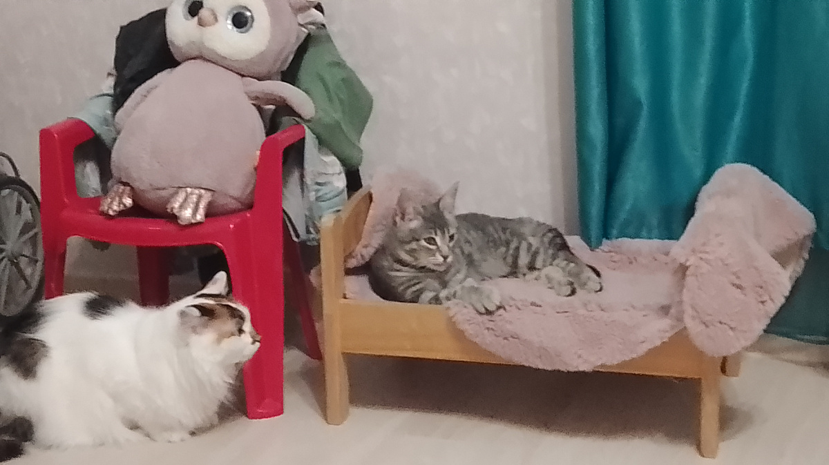 Хоть и котенок, но мальчик, а значит крупнее. Занял всю кровать