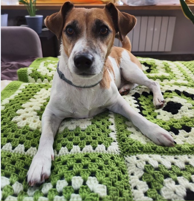 Плед сразу нашёл своего хозяина.