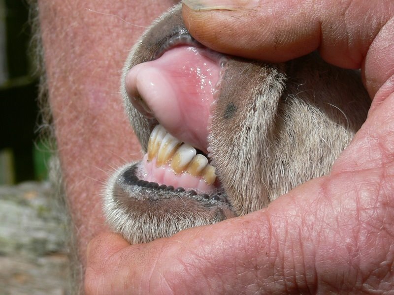 Вот так выглядит рот козы, если вы решите посмотреть на ее зубы. Фото с просторов интернета.