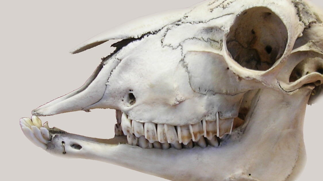 Череп козы. Впереди - нижние зубы, которыми срывается трава, кора, отгрызаются куски от тыквы, свеклы. Позади - острые зубы, которые легко перегрызают довольно толстые ветки и перемалывают ветки, зерно и, даже, сухую кукурузу. Фото с просторов интернета.