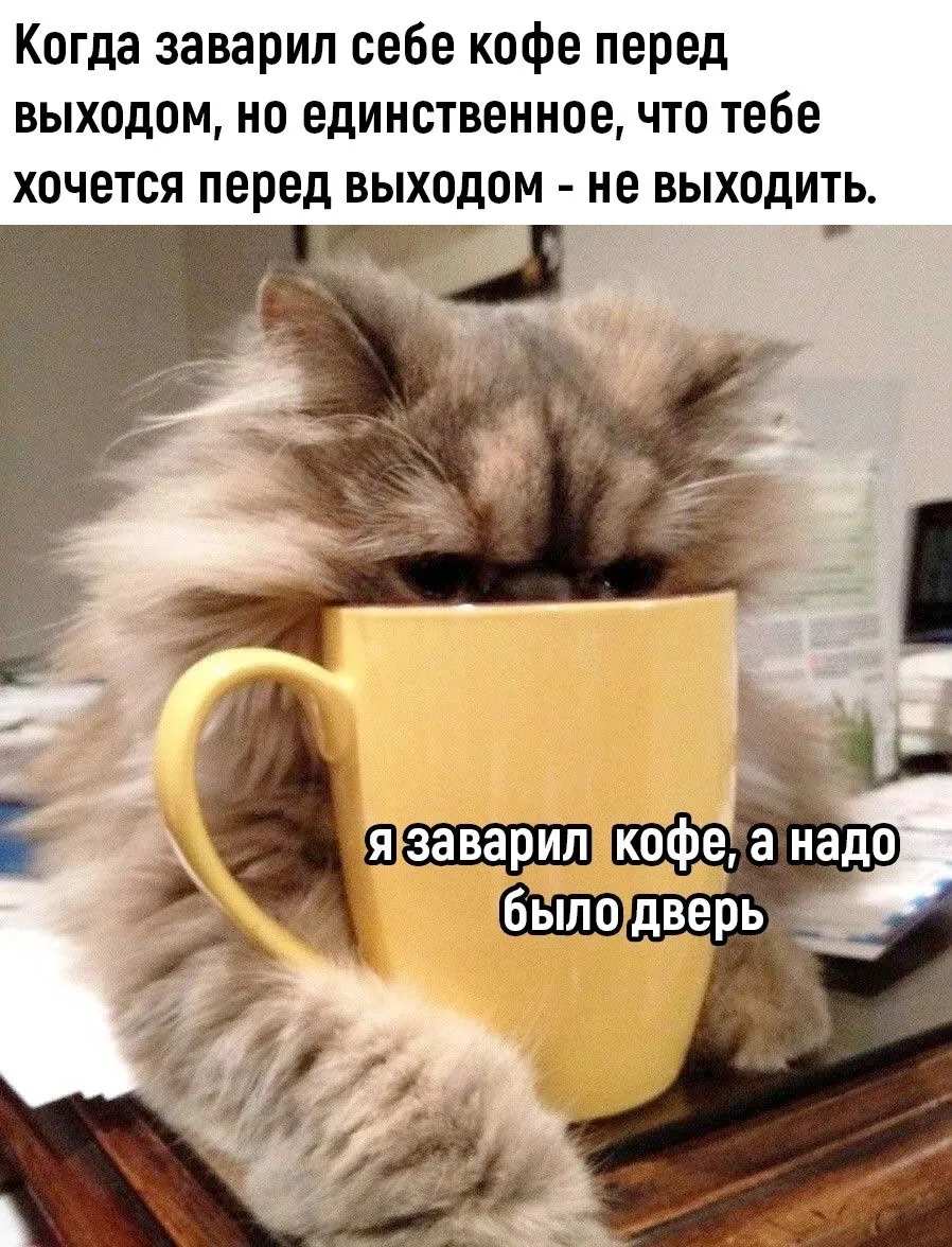 Все мы немножко этот котик по понедельникам…хорошо, что рабочий день уже закончился