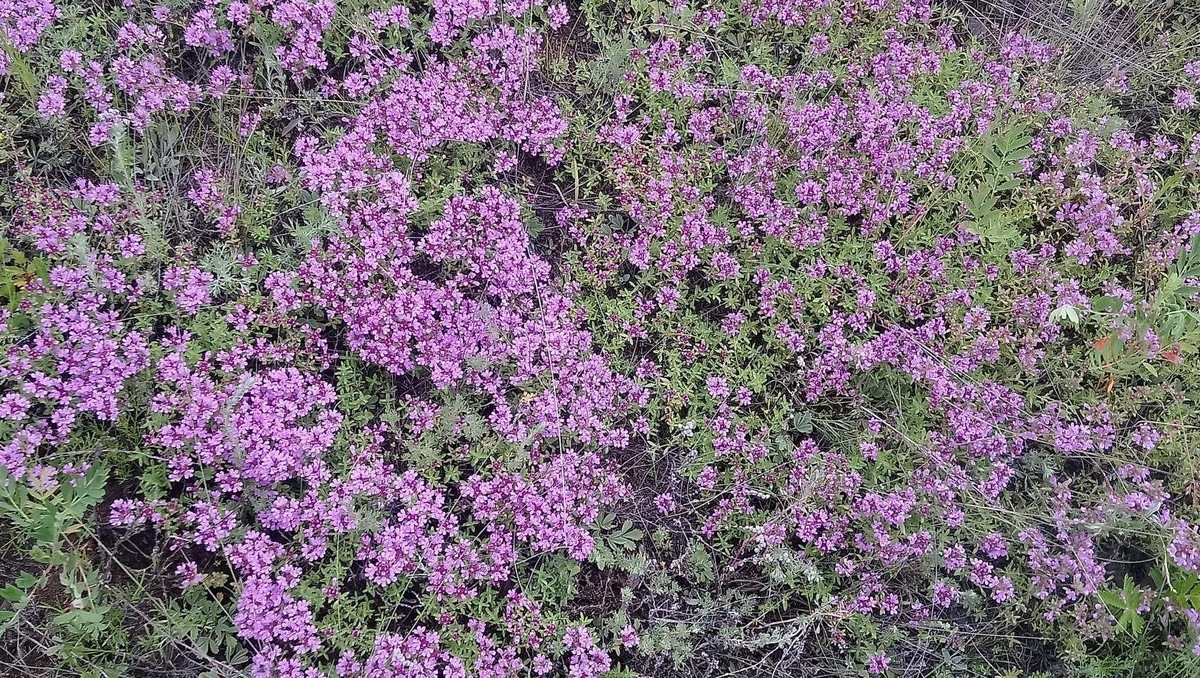 фото из открытых источников интернет