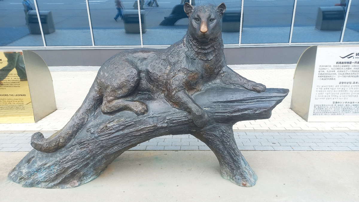  Грациозный амурский красавец зорко осматривает окрестности, возлежав на стволе дерева. 