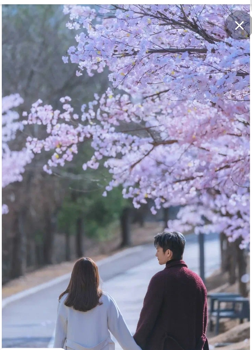 Романтичный момент. Разрушение сделал для главной героини аллею цветущей сакуры зимой 