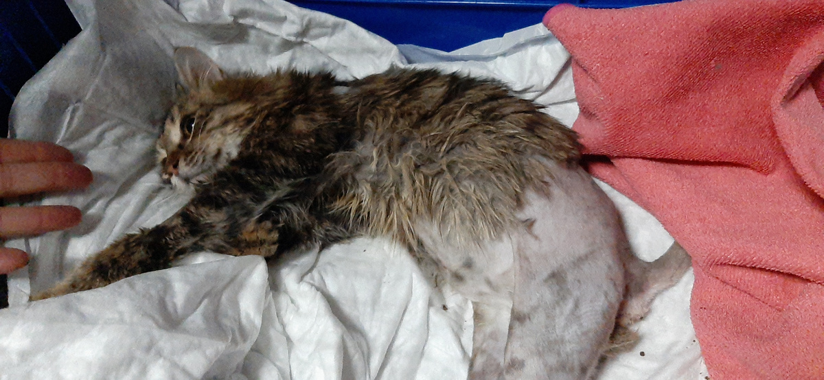 Чук тянет лапки.