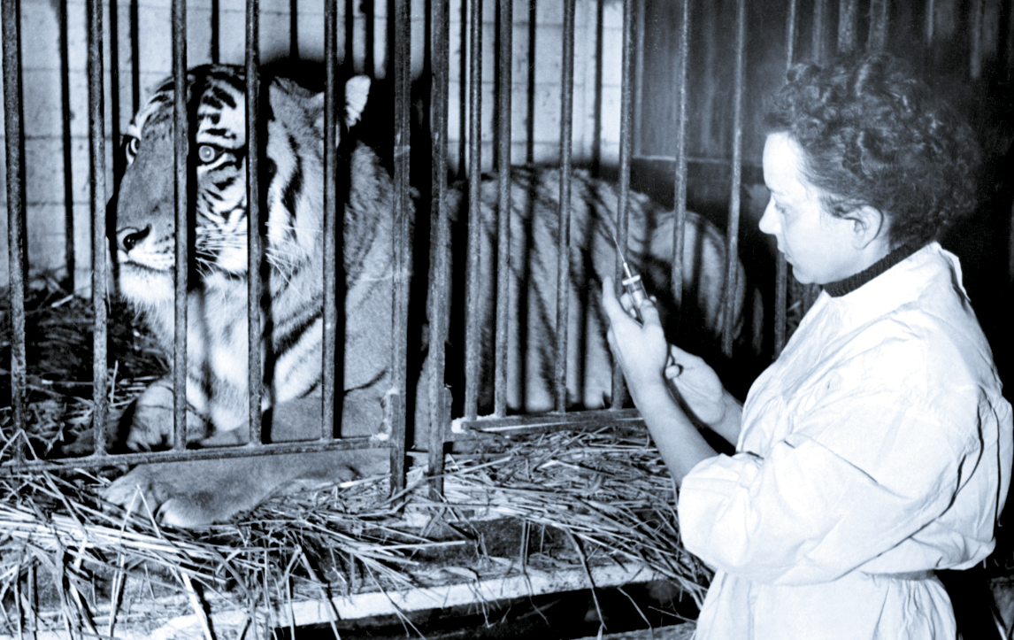 Даже тигры не в восторге от уколов. Источник фото: www.vokrugsveta.ru