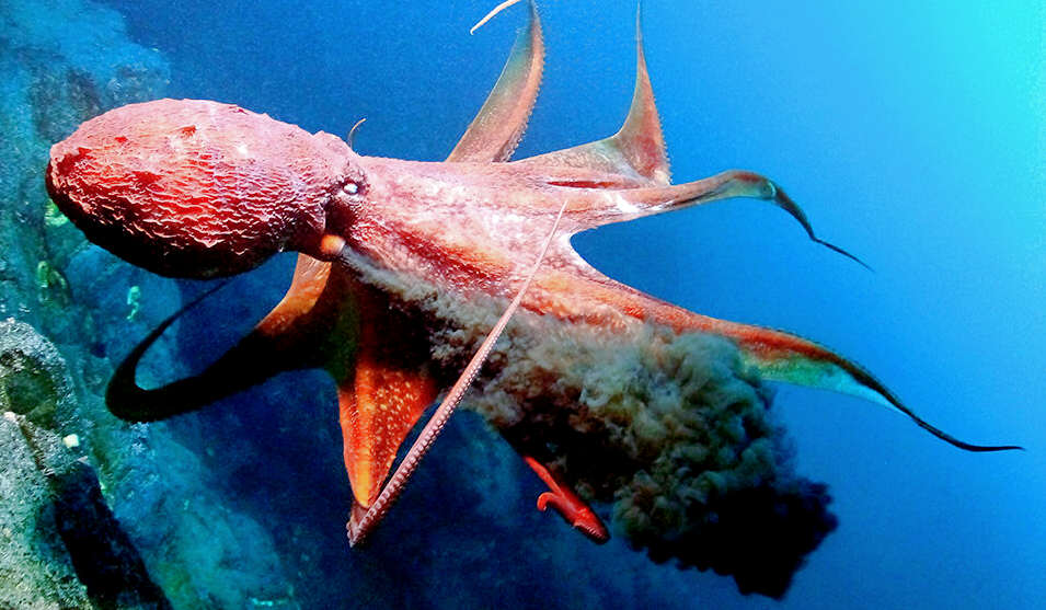 Чернильное облако, выпускаемое осьминогом, снимок: newscientist.com