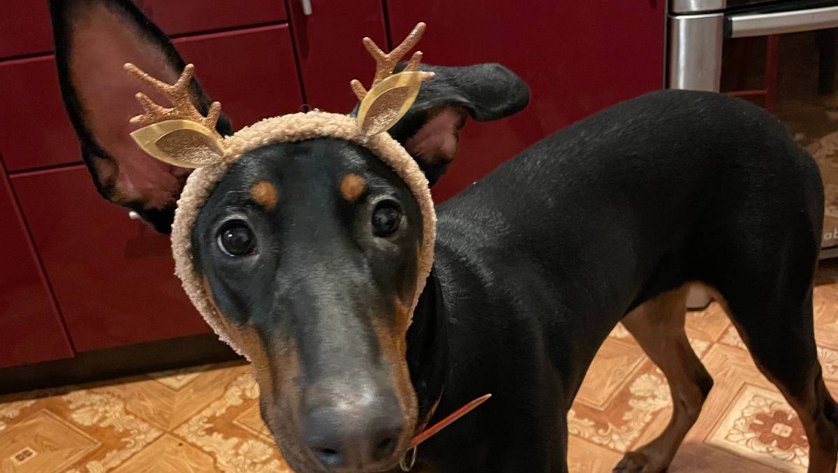 Наш личный «северный олень»