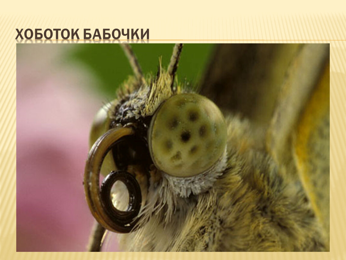 Фото взято из интернета.