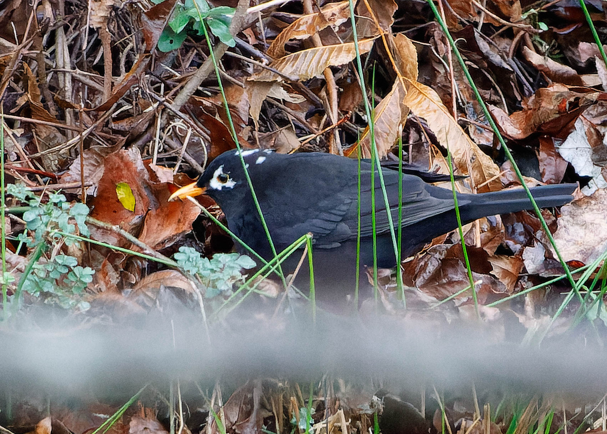 Чёрный дрозд с аномалией окраски