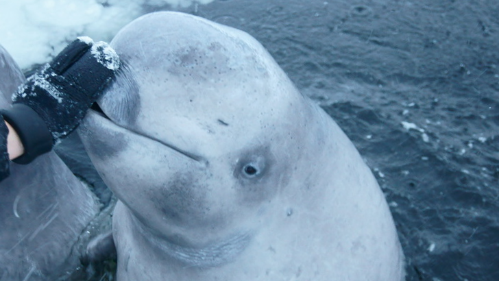Даю погладить за вкусняшку!