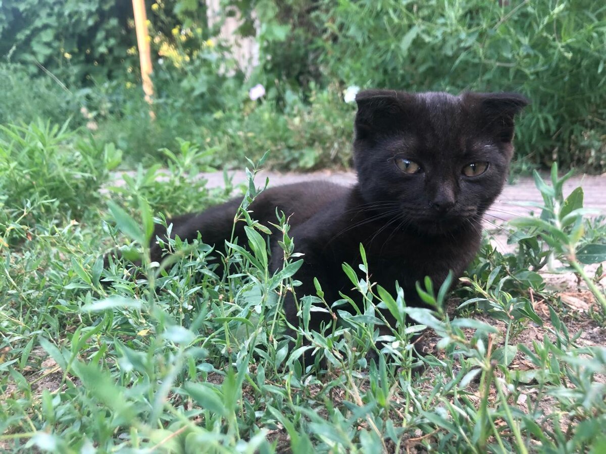 Фото кошки Симы из семейного архива Надежды Новаковой