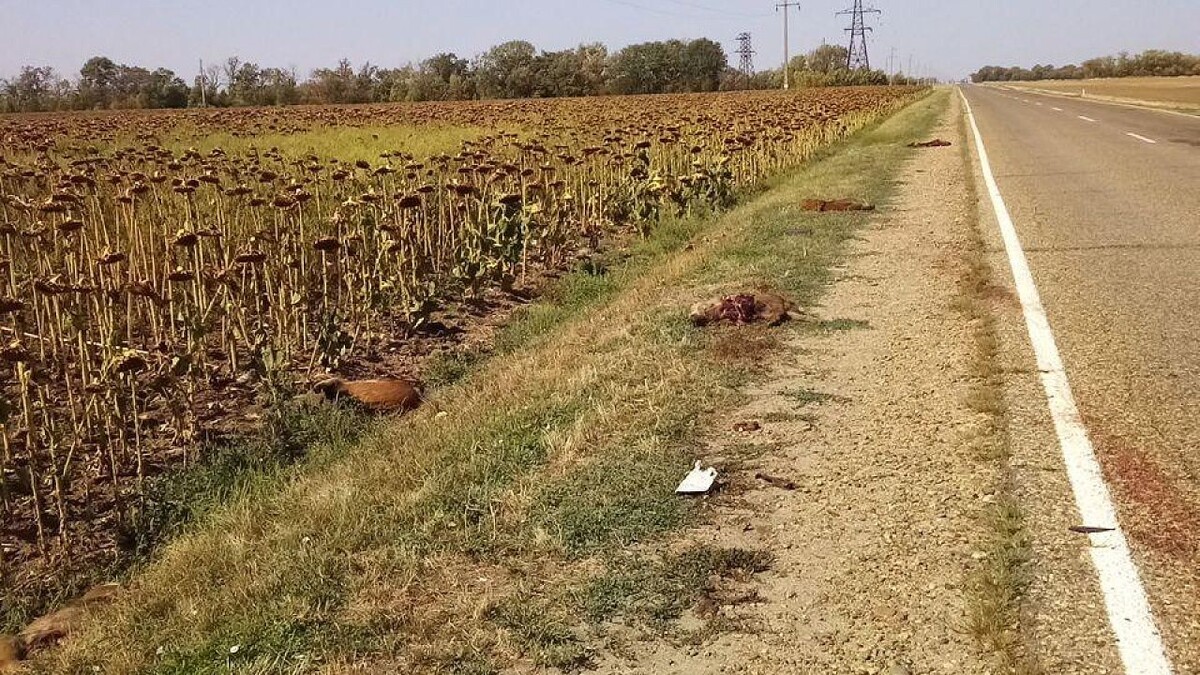    Фото: t.me/mpr_kk