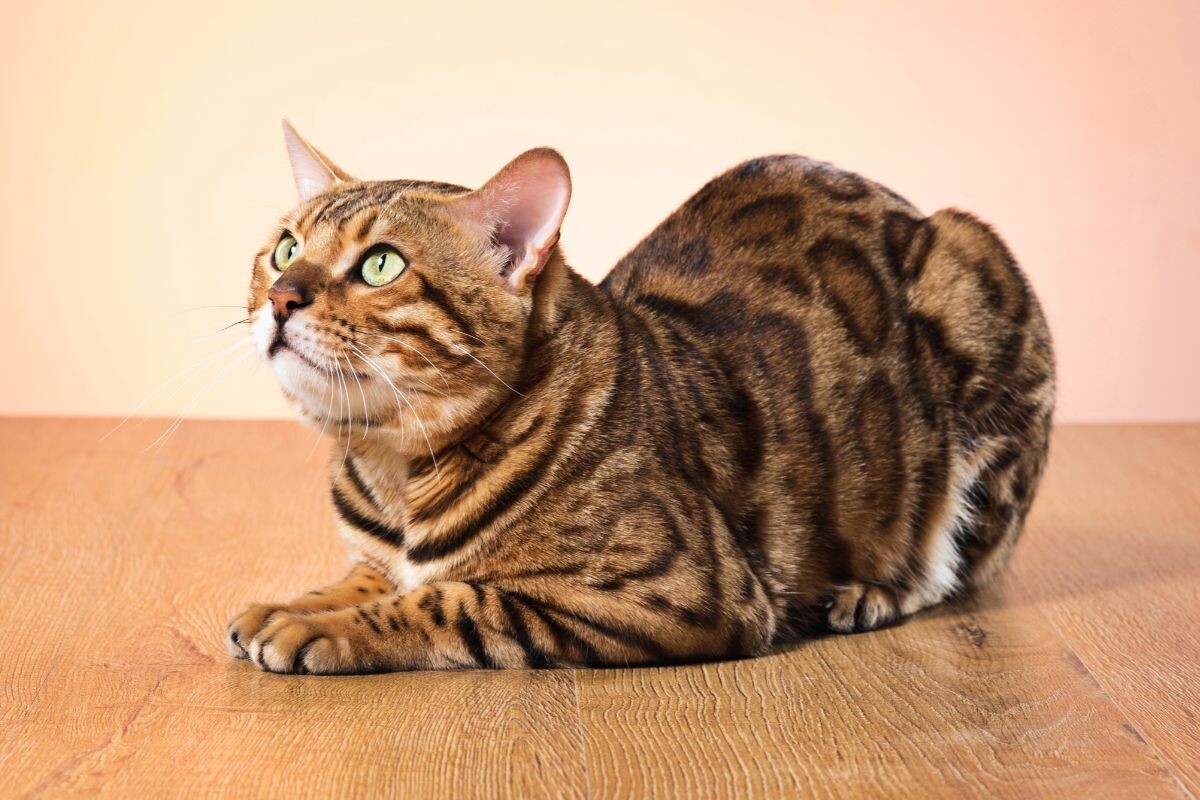 Бенгальский кот