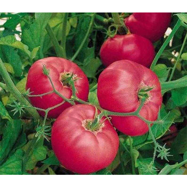 Фото из интернета.