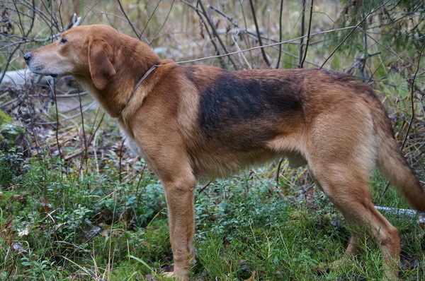Русская гончая ч.Баян вл. Шатров В.А.