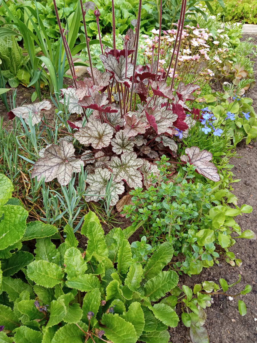 Милый кустик справа. Начало июня 2023 г.