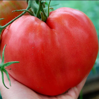 Фото из интернета.